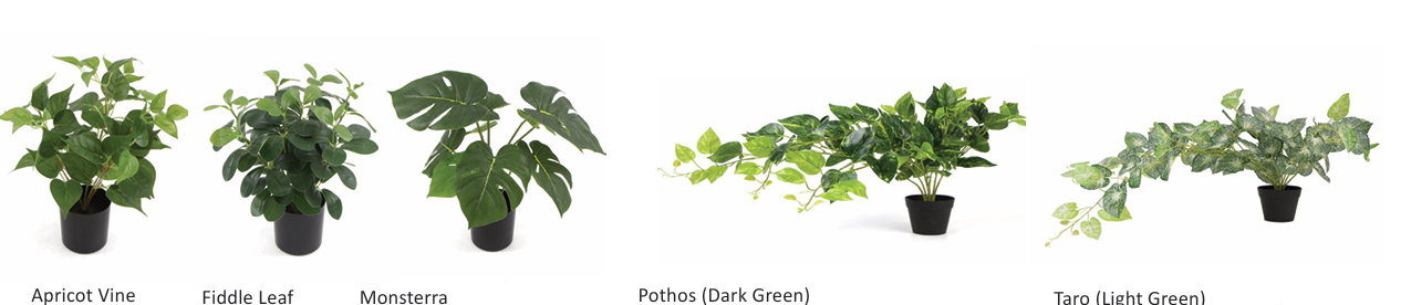 DD_Plant_Options-1.png